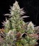 White Widow fem (Dinafem Seeds) семена конопли