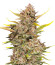 Ztrawberriez Auto fem (FastBuds) семена конопли