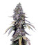 Black Muffin F1 Fast Version fem (Sweet Seeds) семена конопли