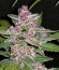 Blackberry auto fem (FastBuds) семена конопли
