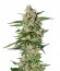 Damnesia Autoflowering fem (Strain Hunters) семена конопли