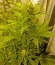 Damnesia Autoflowering fem (Strain Hunters) семена конопли