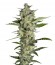 Flowerbomb Kush fem (Strain Hunters) семена конопли