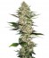 Mr Nice G13 X Hash Plant reg (Sensi Seeds) семена конопли