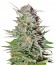Super Lemon Haze Auto fem (Green House Seeds) семена конопли