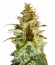 White Russian reg (Serious Seeds) семена конопли
