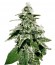 White Widow Auto fem (Green House Seeds) семена конопли