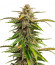 Wedding Crasher Auto fem (High Speed ​​Buds) семена конопли