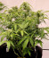 Afghan Kush Ryder Auto fem (World of Seeds) семена конопли