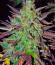 Blue Dream Autoflower fem (Seedkeepers) семена конопли
