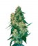 Chingis Khan fem (VIP seeds) семена конопли