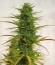Choco Bud fem (Vision Seeds) семена конопли