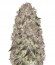 Fast Caramelic fem (Anesia Seeds) семена конопли