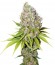 Ice fem (Nirvana Seeds) семена конопли