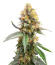 Jack Herer fem (Seedkeepers) семена марихуаны