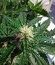 Northen Light X Skunk fem (World of Seeds) семена конопли