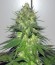 Power Flower fem (Royal Queen Seeds) семена конопли