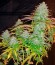 Pure Power Plant reg (Nirvana Seeds) семена конопли