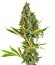 Sweet Cheese F1 Fast Version fem (Sweet Seeds) семена конопли
