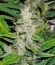 White Russian fem (Serious Seeds) семена конопли