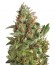 American Pie fem (Pyramid Seeds) семена конопли
