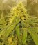 Big Bud fem (Vision Seeds) семена конопли