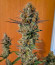 Black Muffin F1 Fast Version fem (Sweet Seeds) семена конопли