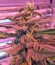 Семена конопли Blue Kush Autoflowering 