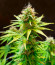 CBD Lemon Auto fem (Herbies Seeds) семена конопли
