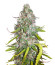 Dolly Kush fem (Dr. Krippling Seeds) семена конопли