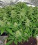 Nebula fem (Paradise Seeds) семена конопли