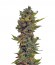 Auto Northern Delights fem (VIP seeds) семена конопли