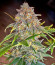 Orange President Auto fem (FastBuds) семена конопли