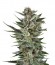 Quick One auto fem (Royal Queen Seeds) семена конопли
