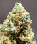 HighCloudZ fem (Green House Seeds) семена конопли