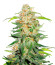 00 Kush fast fem (00 Seeds) семена конопли