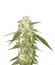 Amnesia Vip fem (VIP seeds) семена конопли