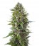 Auto Northern Lights fem (00 Seeds) семена конопли