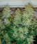 Banana Daddy Auto RBX2 fem (Ethos Genetics) семена конопли