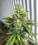 Blue Acid Auto fem (Kalashnikov Seeds) семена конопли