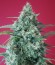 Kripple Roulette fem (Dr. Krippling Seeds) семена конопли