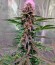 Roadrunner Autoflowering #2 fem семена конопли