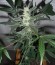 Royal Haze Automatic fem (Royal Queen Seeds) семена конопли