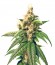 Skunk Kush reg (Sensi Seeds) семена конопли