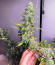 Sour Diesel Auto fem (Herbies Seeds) семена конопли