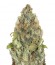 Vision Critical Auto Fem (Vision Seeds) семена конопли