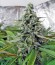 Exodus Cheese fem (Green House Seeds) семена конопли