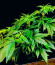 00 Kush fast fem (00 Seeds) семена конопли