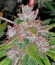 Blue Kush fem (Dinafem Seeds) семена конопли