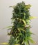 Critical Impact fem (Vision Seeds) семена конопли